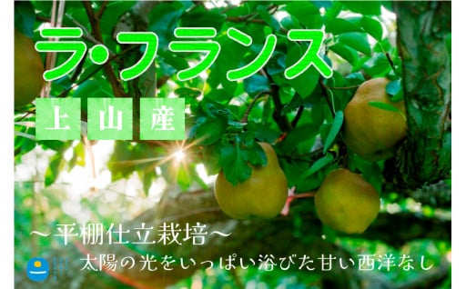 独自栽培による「ラ・フランス」は一食の価値あり！