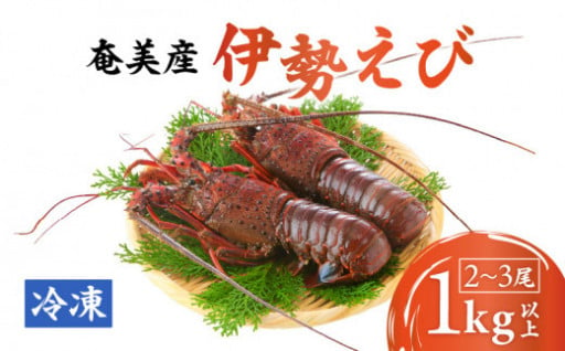 奄美の海で獲れた新鮮な伊勢えび🦐約1kg以上（2尾～3尾）をご紹介✨