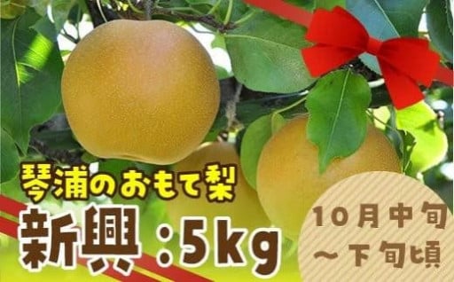 【人気返礼品・リピート多数】数量限定 鳥取県産梨 新興（しんこう） 5kg（10～12玉）