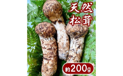 【期間限定】 岩手県産 天然松茸 約200g