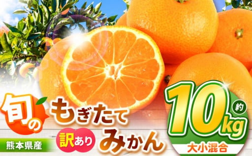 旬のもぎたてみかん 約 10kg 大小混合 訳あり 熊本県なごみ町産