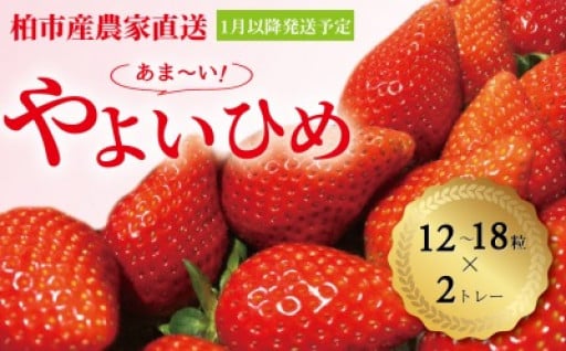 柏市いちご農家直送！美味しく育った、甘みたっぷりの「やよいひめ」をお届けします