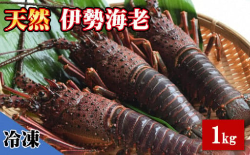 【冷凍】天然伊勢海老1.0kg（2～4尾）黒潮町