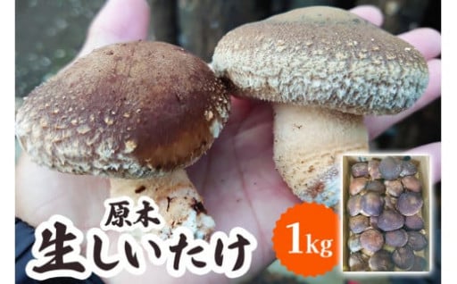 宇佐美養蜂のはちみつセット (百花) 450g×2本「KANRAブランド認定商品」｜国産 純粋はちみつ 蜂蜜 ハチミツ 無添加 とんがり容器 ボトル セット  ハニー 産地直送 甘楽町 群馬県 [0209] - 群馬県甘楽町｜ふるさとチョイス - ふるさと納税サイト