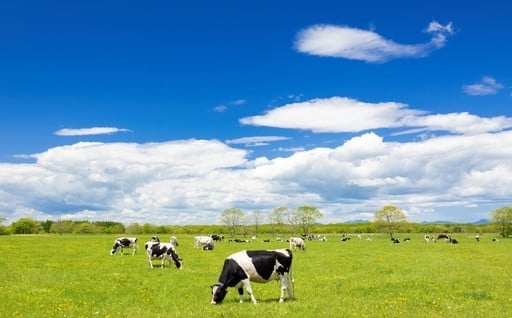 🐂生乳生産量日本一だけでなく、肉牛の生産も盛んな『別海町』🐂