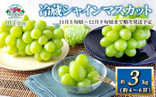 【まだまだ食べられます🍇】パリッとジューシー♪冷蔵シャインマスカット