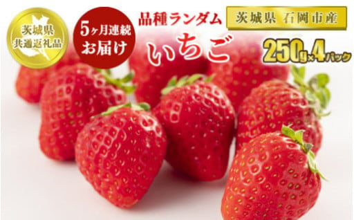 【定期便5ヶ月】いちご品種おまかせ 250g×4パック※2024年12月上旬～2025年4月下旬頃に順次発送予定