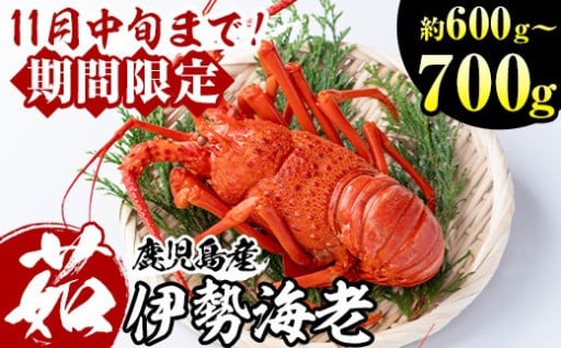 鹿児島県産の天然ボイル伊勢海老(約600g～)