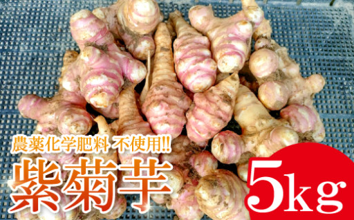 農薬化学肥料不使用の紫菊芋 5kg【菊芋 野菜 紫菊芋 芋 赤菊芋 農薬不使用 化学肥料不使用 季節限定 期間限定 数量限定 島根県 大田市】 -  島根県大田市｜ふるさとチョイス - ふるさと納税サイト