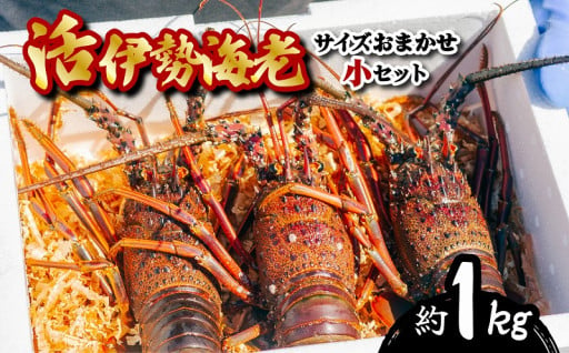 先行予約 活伊勢海老 約1kg サイズおまかせ