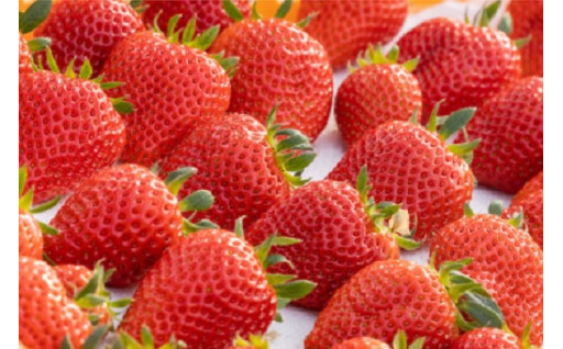 完熟よつぼし🍓✨約1kg(約250g×4パック)	