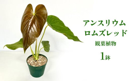 アンスリウム ロムズレッド 観葉植物