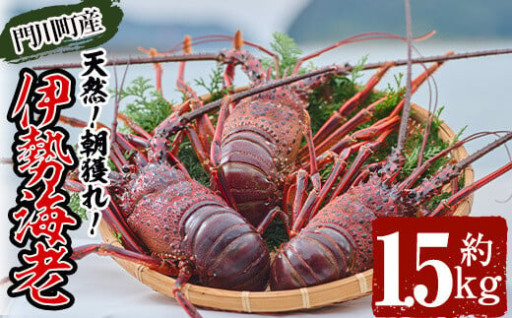 ＜数量限定・期間限定＞ 天然！門川町産活き伊勢海老(計1.5kg・約2～6尾)