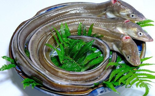 ✨大田市のあなご✨下処理済3尾セット
