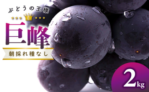 【先行予約】朝採れ種なしぶどう巨峰 2kg🍇