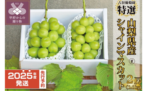 山梨県産特選シャインマスカット2房 約1.1kg