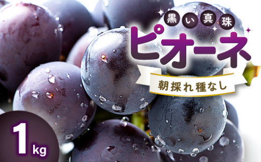 【先行予約】朝採れ種なしぶどう ピオーネ 1kg
