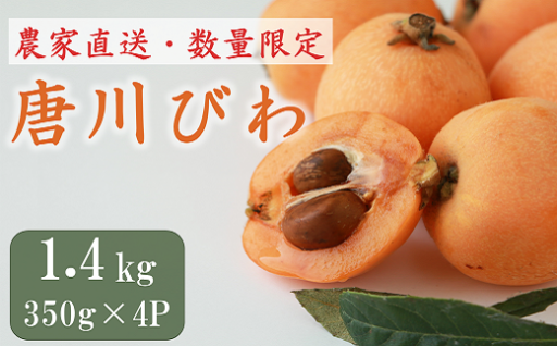 初夏の代表！✨唐川びわ✨1.4kg（350g×4パック）をお届け
