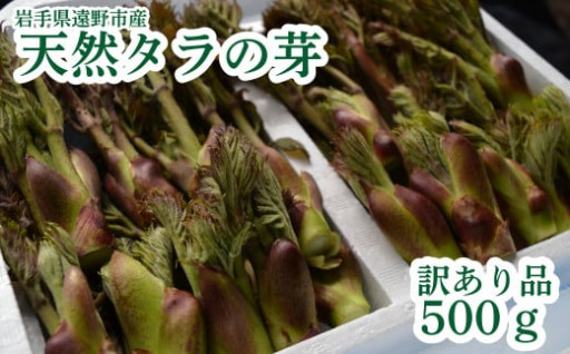 タラの芽 天然 訳あり 品 500g 遠野市 産