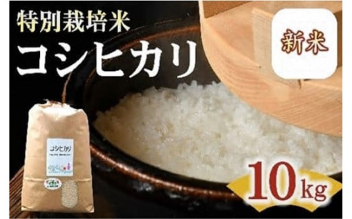 コシヒカリ 特別栽培米 10kg 【 新米予約　9月以降発送 】
