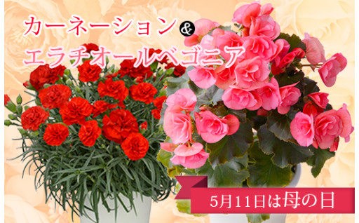 《受付終了間近》💐母の日に贈るカーネーション＆ベラチオールベゴニア💐
