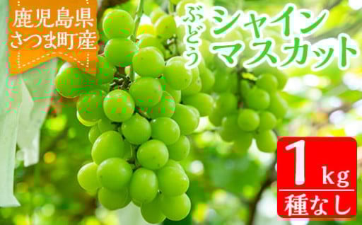 ＜2025年8月下旬〜10月上旬頃に発送予定＞鹿児島県さつま町産のぶどう♪シャインマスカット(1kg)