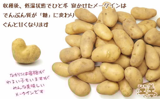 残りわずか！「越冬メークイン」