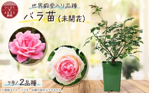 『おおがファーム』店長おすすめ！世界殿堂入りのバラ苗2品種(7号鉢・未開花)