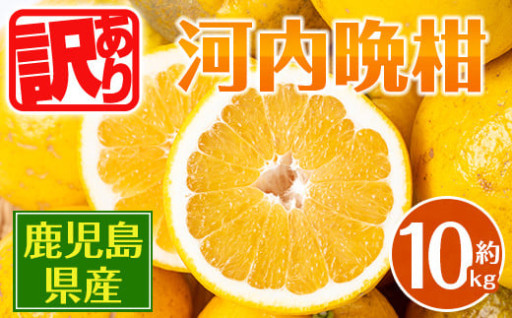 ＜2025年4月下旬～6月上旬の間に発送予定＞＜訳あり＞ 河内晩柑 (約10kg)