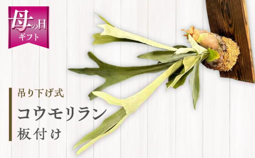 【宮崎県宮崎市】🌸＜母の日ギフト＞コウモリラン🌸