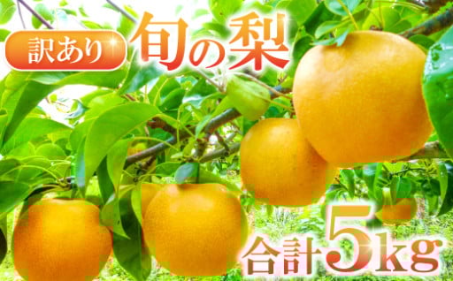 訳あり🍏梨🍏 5kg（規格外・家庭用）