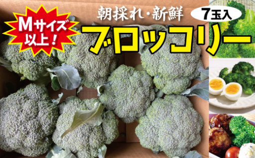 【先行予約】朝採れブロッコリーMサイズ以上7玉　