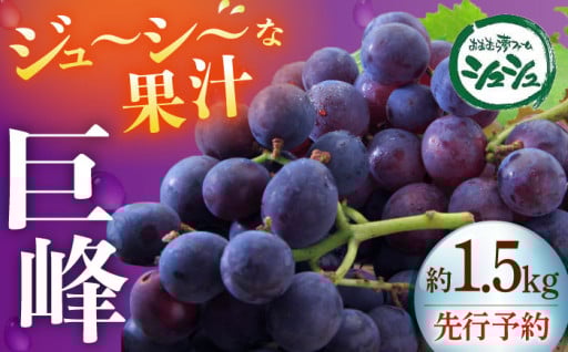 毎年人気の巨峰をお届け♪