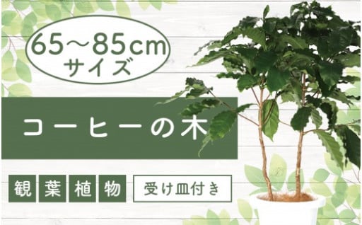 南国育ちの癒しをお部屋に。はじめての観葉植物にも◎コーヒーの木 65〜85cm（受け皿付き）