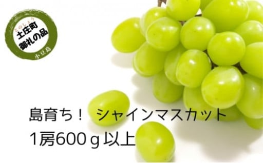島育ち！ハウスシャインマスカット1房化粧箱入り 