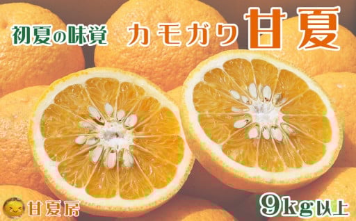 たっぷりの果汁でジューシーな初夏の甘夏🍊