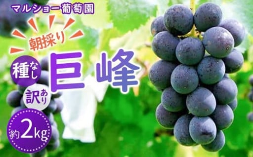 【2025年先行予約・数量限定】朝採り 巨峰「種なし」 訳あり品 約２kg＜2025年8月中旬～発送＞