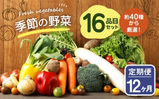 【定期便12回】季節の野菜 16品目 セット