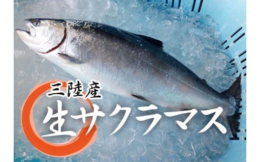 岩手北三陸産 本マス まるごと１尾 約２ｋｇ