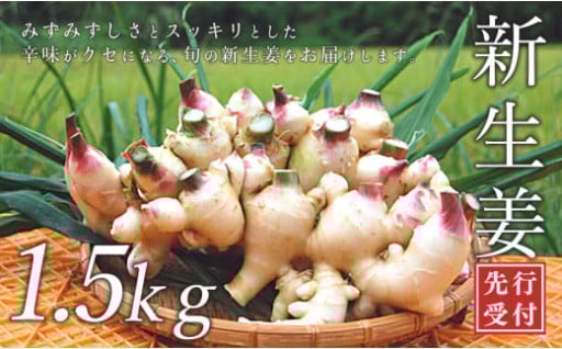 食べられるのは今だけ！ 爽やかな新生姜