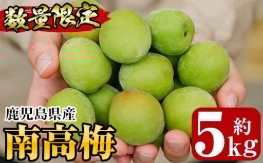 いちき串木野市の南高梅（生梅）を是非お使いください！
