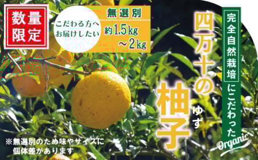 今年も早期受付始まりました！自然栽培の完熟ゆず
