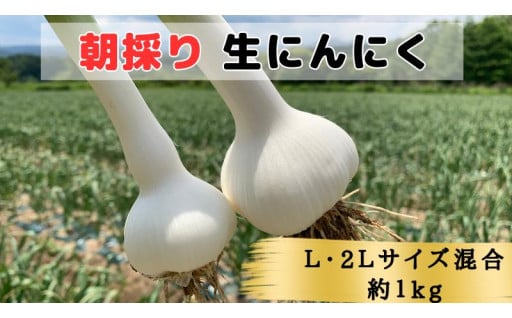 生にんにく予約販売開始！！