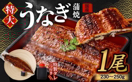 国産 うなぎ 蒲焼 1尾 （230 〜 250g） と 特製タレ 1個 セット