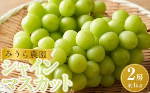 【先行予約】シャインマスカット ２房（約１kg）