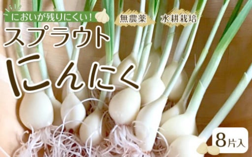 スプラウトにんにく 8片　国産ホワイト六片使用