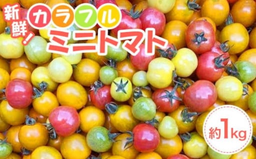 【先行予約】角田産 カラフル ミニトマト １kg