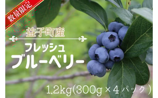益子町産 フレッシュブルーベリー 1.2kg