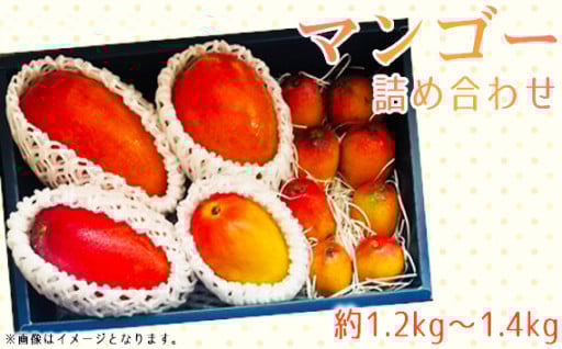 マンゴー詰め合わせ 約1.2～1.4kg