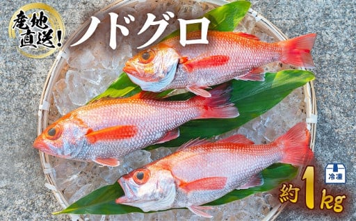 ノドグロ 約1kg 産地直送 冷凍 下処理済